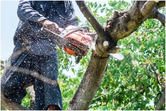 tree services Elroy